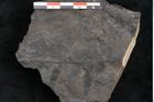 Foto (Detailansicht) von Asplenium hochstetteri Unger (NHMW-GEO-2024-0188-10303)